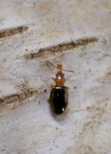 Salpingus ruficollis